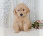 Small #4 Golden Retriever