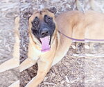 Small #1 Mutt