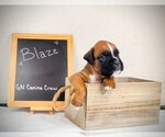 Small Photo #3 Boxer Puppy For Sale in NEW STANTON, PA, USA