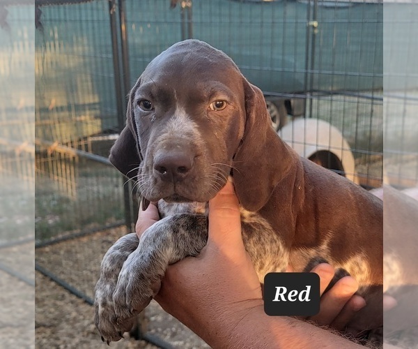 Medium Photo #1 German Shorthaired Pointer Puppy For Sale in BERESFORD, SD, USA