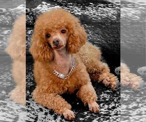 Poodle (Toy) Puppy for sale in TERRELL, TX, USA