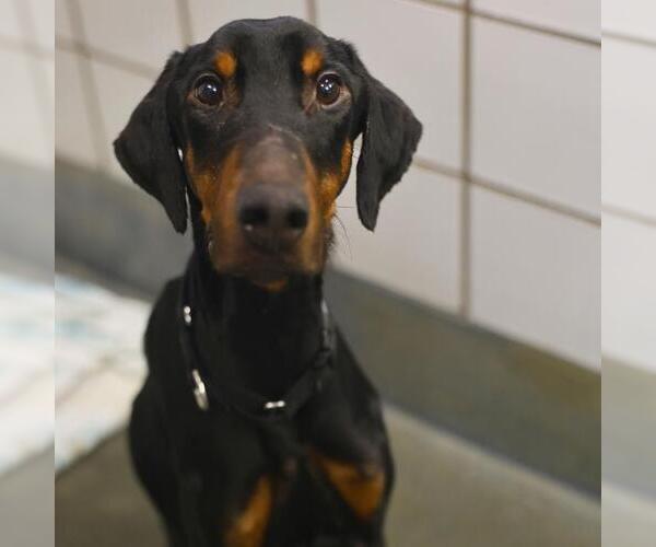 Medium Photo #1 Doberman Pinscher Puppy For Sale in San Antonio, TX, USA