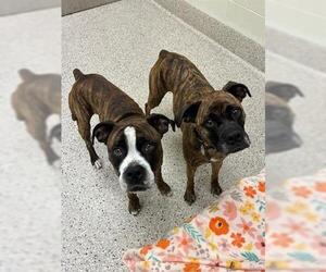 Boxer Dogs for adoption in Brighton, CO, USA