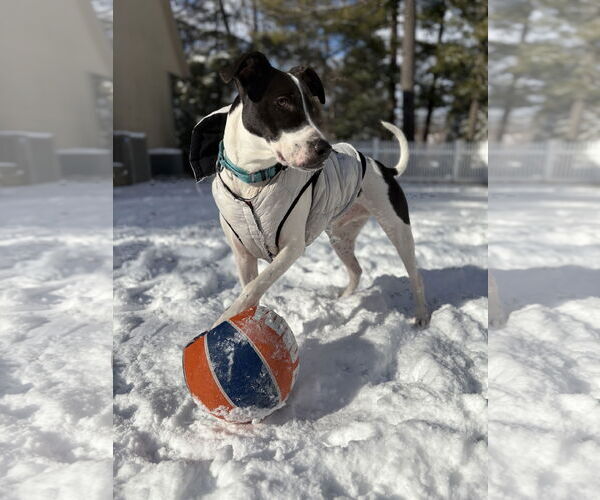 Medium Photo #4 Pointer-Unknown Mix Puppy For Sale in Westwood, NJ, USA
