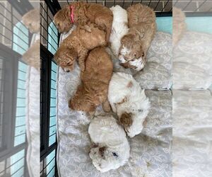 Cavapoo Puppy for sale in DANVILLE, KY, USA