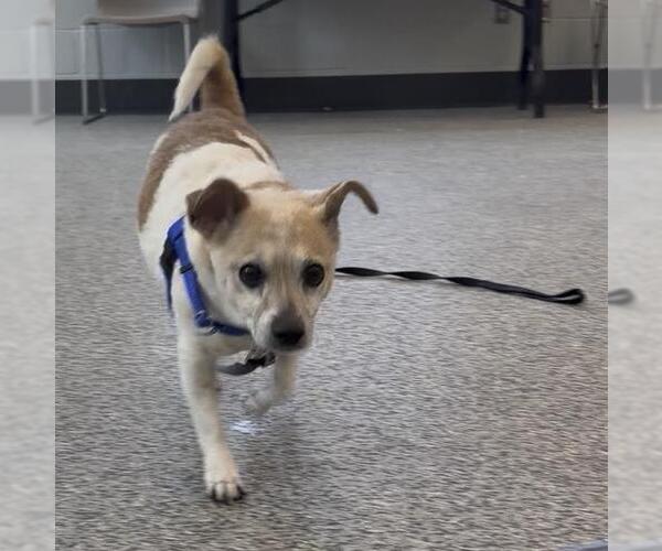 Medium Photo #1 Chihuahua-Unknown Mix Puppy For Sale in Boston, MA, USA