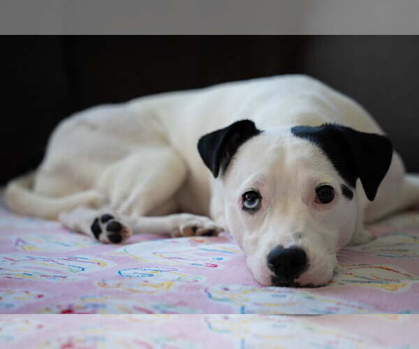 Medium Photo #2 Mutt Puppy For Sale in Princeton, MN, USA