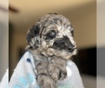 Puppy Travis Barker Goldendoodle