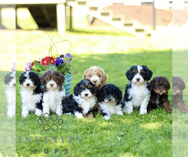 Medium Photo #2 Cavapoo (Miniature) Puppy For Sale in QUARRYVILLE, PA, USA