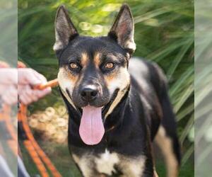 *RILEY - Female German Shepherd Dog-Unknown Mix Dog for Adoption - Photo #2