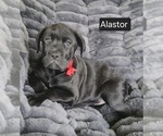 Small #5 Cane Corso