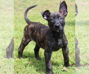 Mutt Dogs for adoption in Prattville, AL, USA