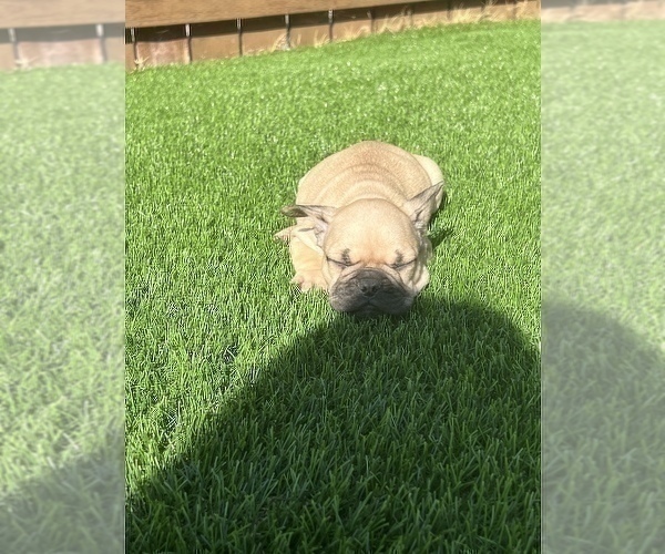 Medium Photo #8 French Bulldog Puppy For Sale in SAN DIEGO, CA, USA
