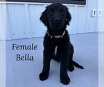 Puppy Bella Goldendoodle