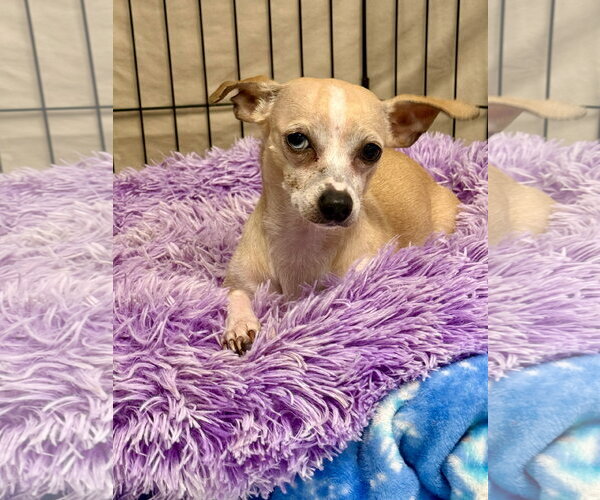 Medium Photo #2 Chiweenie Puppy For Sale in Texarkana, TX, USA