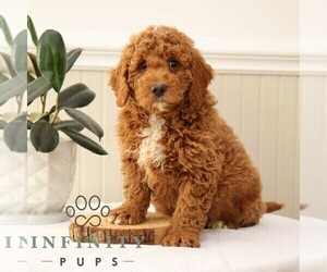 Goldendoodle Puppy for sale in NARVON, PA, USA