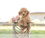 Puppy 2 Goldendoodle (Miniature)