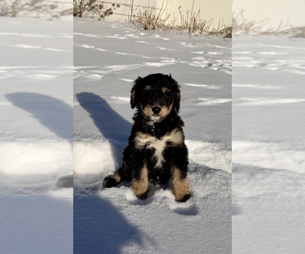 Medium Photo #6 Bernedoodle Puppy For Sale in MIDLAND, MI, USA
