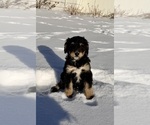 Small #5 Bernedoodle