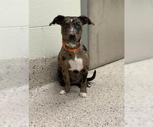 Catahoula Leopard Dog-Unknown Mix Dogs for adoption in Brighton, CO, USA