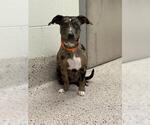 Small Catahoula Leopard Dog Mix