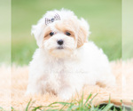 Small Photo #46 Maltipoo (Miniature) Puppy For Sale in WARSAW, IN, USA
