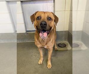 Boxer-Chow Chow Mix Dog for Adoption in San Antonio, Texas USA