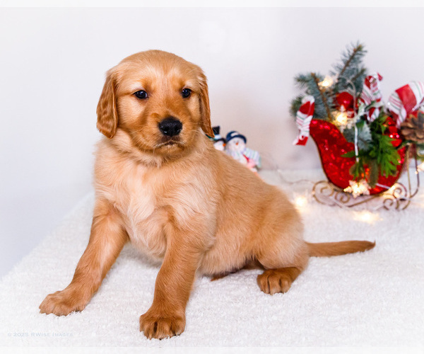 Medium Photo #29 Golden Retriever Puppy For Sale in WAKARUSA, IN, USA