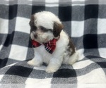 Small #8 ShihPoo