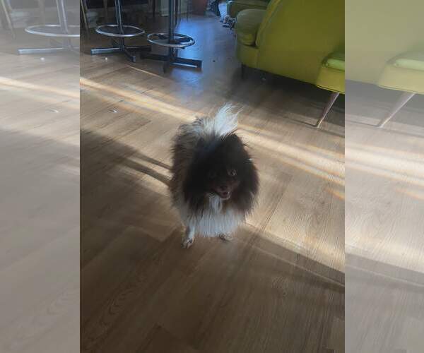 Medium Photo #2 Pomeranian Puppy For Sale in Croydon, NH, USA