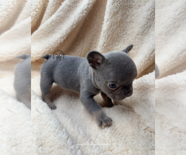 Medium Photo #4 French Bulldog Puppy For Sale in SACRAMENTO, CA, USA