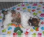 Small Photo #15 Shih-Poo Puppy For Sale in ORO VALLEY, AZ, USA
