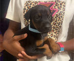 Puppy Light blue male Doberman Pinscher
