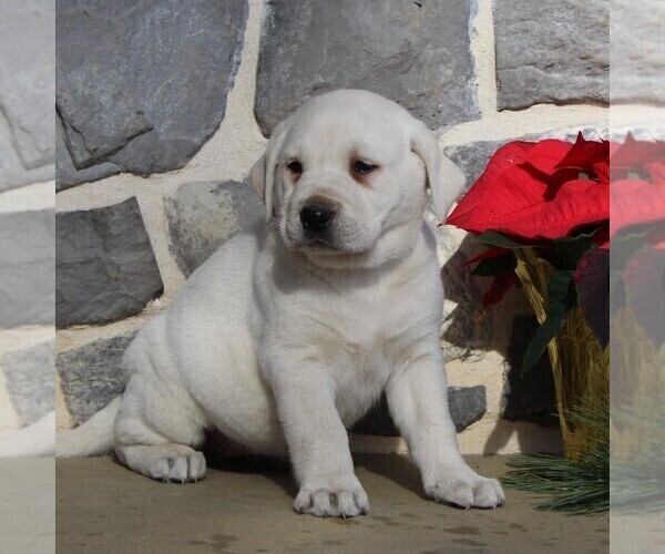 Medium Photo #3 Labrador Retriever Puppy For Sale in LEOLA, PA, USA