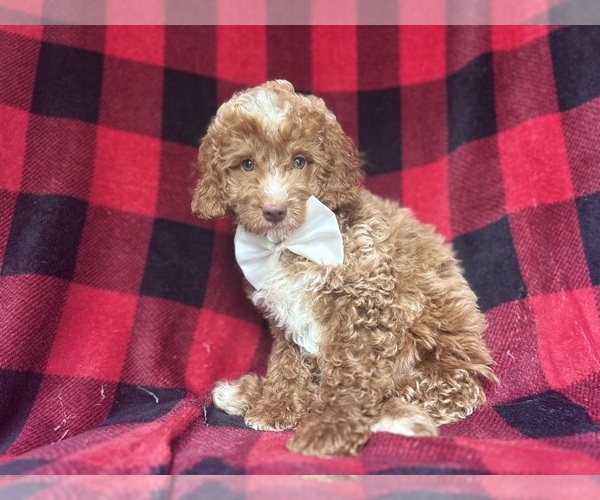 Medium Photo #10 Cock-A-Poo Puppy For Sale in LAKELAND, FL, USA