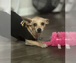 Small #2 Chihuahua Mix