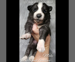 Small Photo #13 Siberian Husky Puppy For Sale in BLOOMFIELD, IN, USA