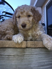 Double Doodle Puppy for sale in JUNEAU, WI, USA