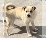 Small #1 Cairn Terrier