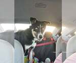 Small #3 Huskies  Mix