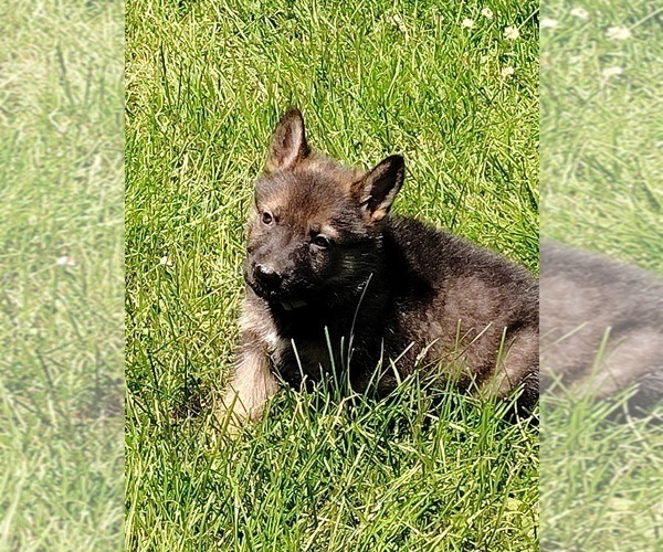 Medium Photo #12 German Shepherd Dog Puppy For Sale in BEAVER FALLS, PA, USA