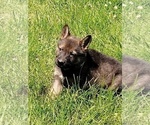 Small Photo #12 German Shepherd Dog Puppy For Sale in BEAVER FALLS, PA, USA