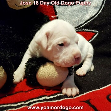 Medium Photo #207 Dogo Argentino Puppy For Sale in JANE, MO, USA