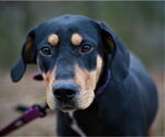 Small Black and Tan Coonhound-Labrador Retriever Mix