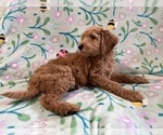 Small #3 Goldendoodle