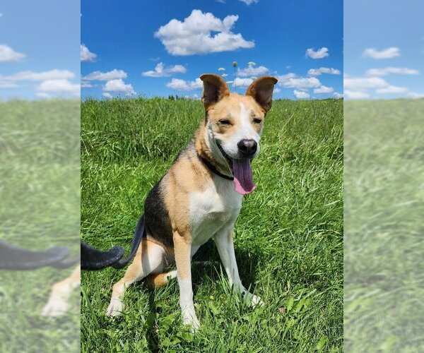 Medium Photo #2 Mutt Puppy For Sale in Batavia, NY, USA