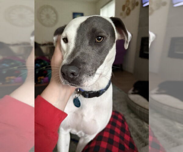 Medium Photo #4 American Pit Bull Terrier-Unknown Mix Puppy For Sale in Bellevue, WA, USA