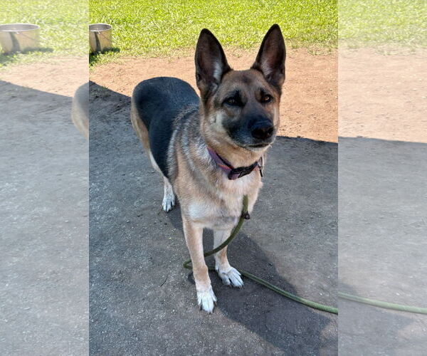 Medium Photo #4 German Shepherd Dog Puppy For Sale in Virginia Beach, VA, USA