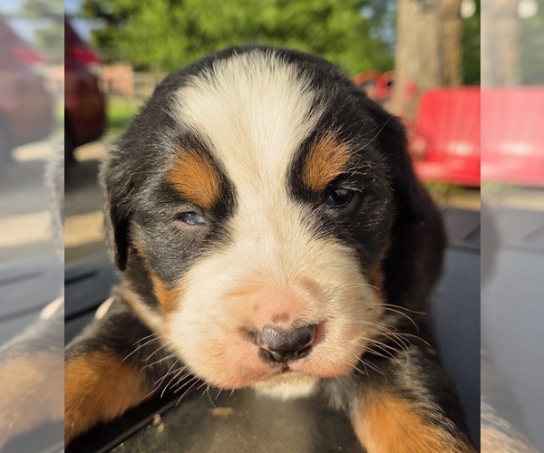 Medium Photo #5 Bernese Mountain Dog Puppy For Sale in HILLSBORO, OH, USA