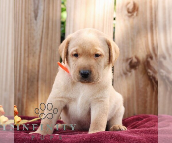 Medium Photo #1 Labrador Retriever Puppy For Sale in SHIPPENSBURG, PA, USA